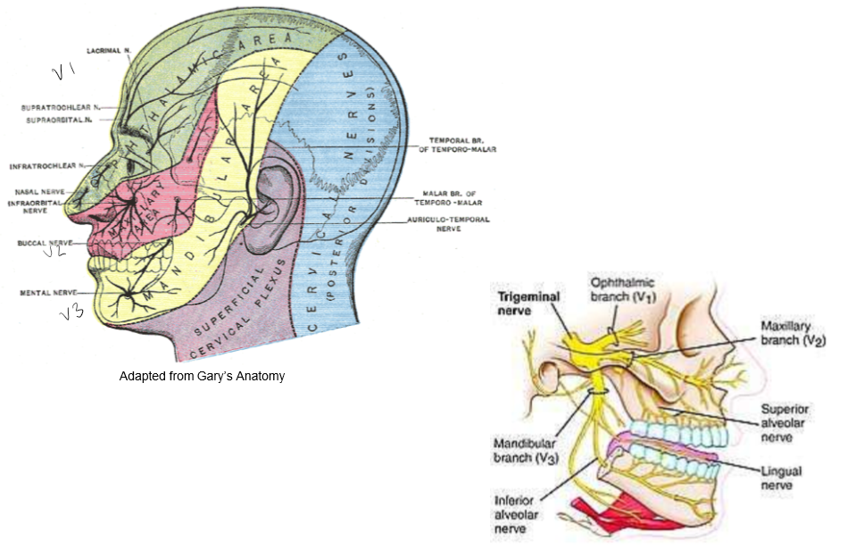 <p>Ophthalmic (V1) branch, Maxillary (V2) branch, Mandibular (V3) branch. </p>
