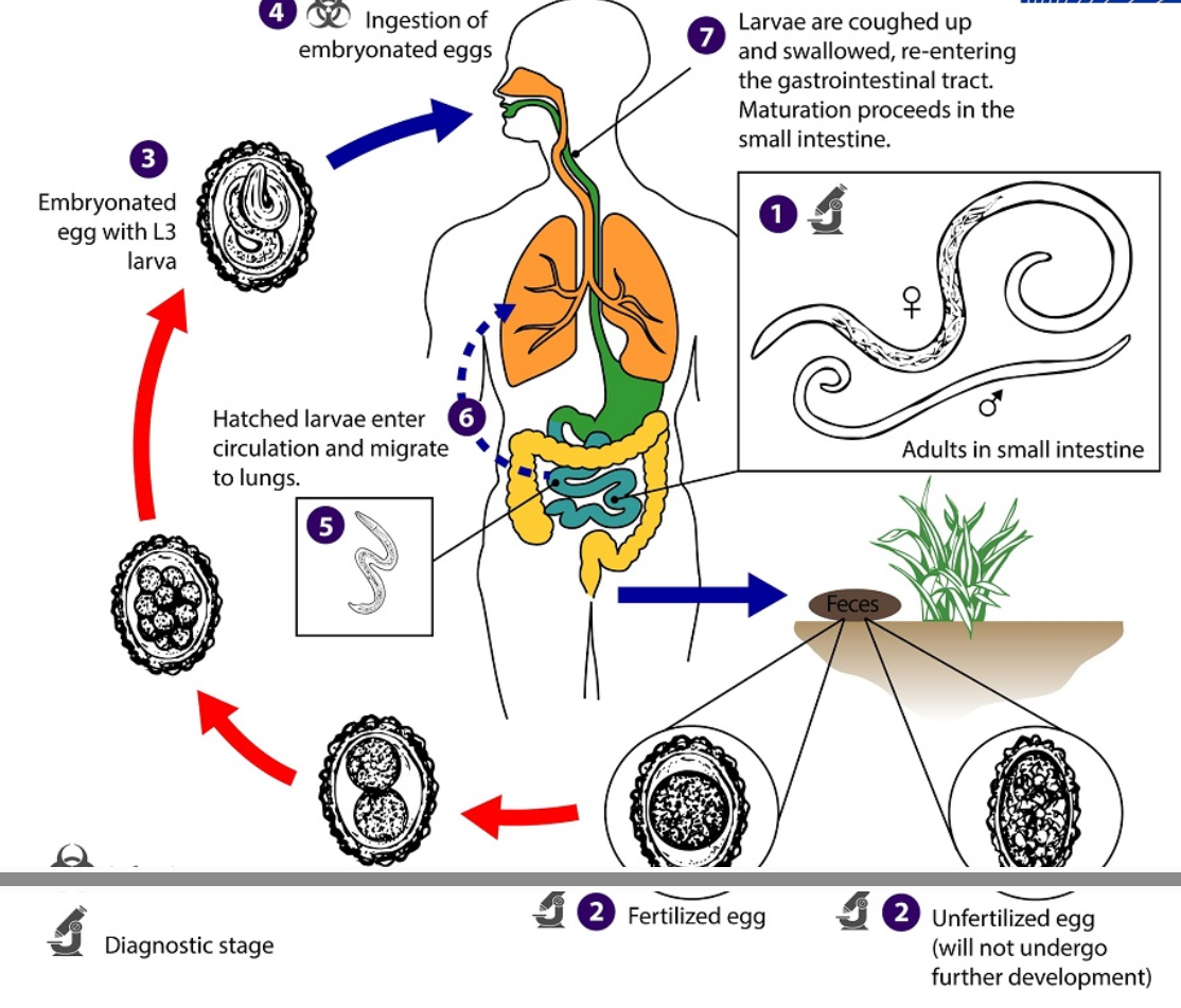 <p>eggs in feces —> embryonate in soil becoming infective —> ingestion —> hatch in duedenum —> penetrate mucosa —> blood to liver and lungs —> enter alveoli and molt —> coughed up and swallowed again —> mature in small intestine</p>