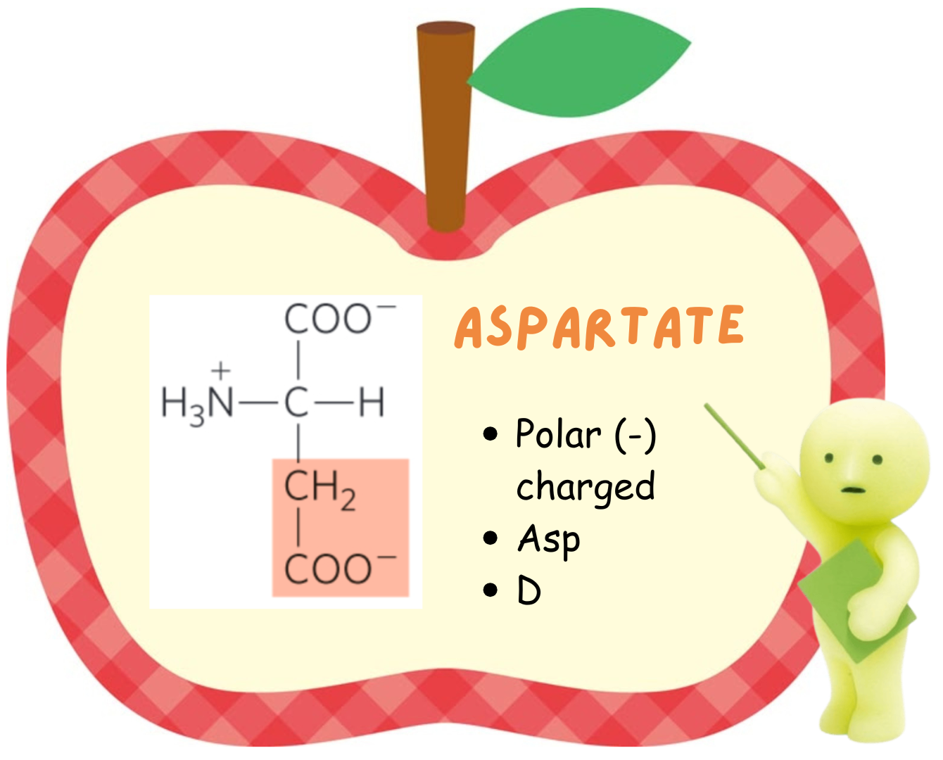 <ul><li><p>Aspartate</p></li><li><p>polar neg charged</p></li></ul><p></p>