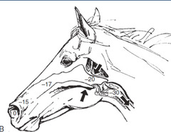 <p>Is this showing *inhalation or exhalation*</p>
