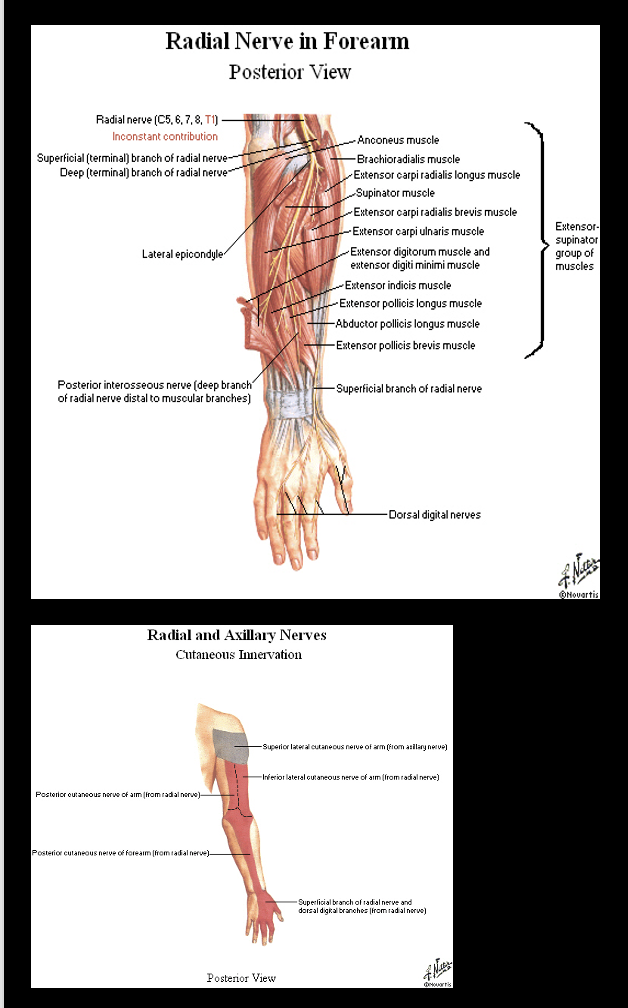 <p>-C5-T1 (*all roots)</p><p>-Posterior cord; Posterior division; <mark data-color="red" style="background-color: red; color: inherit;">All Trunks</mark></p><p>-Motor to posterior arm and forearm</p><p>-Sensory to posterior arm, forearm, <mark data-color="red" style="background-color: red; color: inherit;">and parts of hand</mark></p><p>*huge!</p>