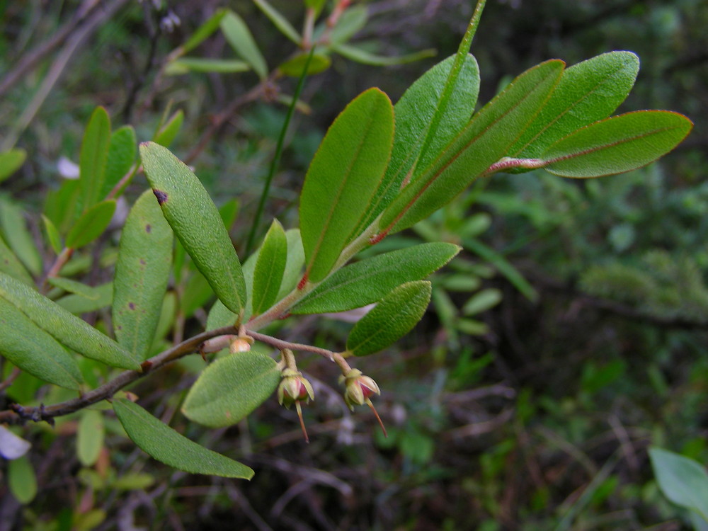 <p>Chamaedaphne calyculata (Ericaceae)</p>
