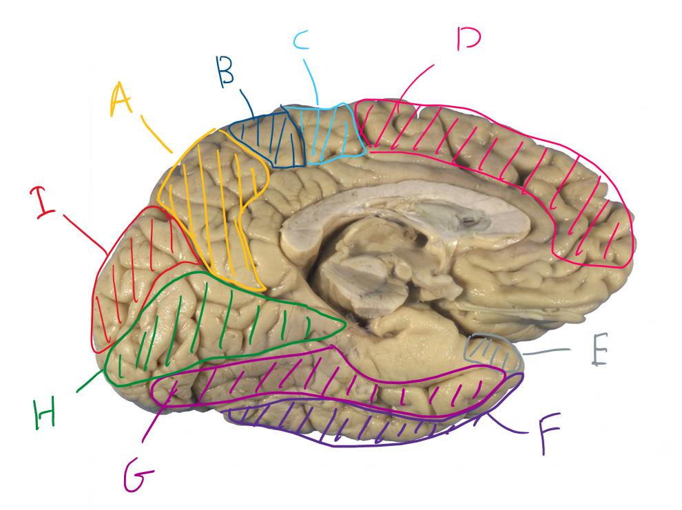 <p>List in order, the names of the functional regions of A to I </p>