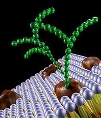 <p>transmembrane proteins with SHORT carbohydrate chains that identify the cell</p>