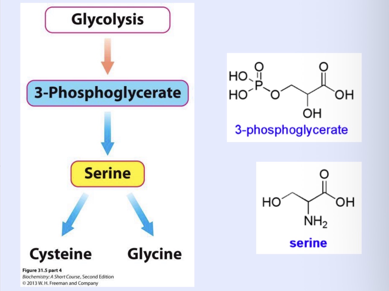 <p>Serine, cysteine, glycine</p>
