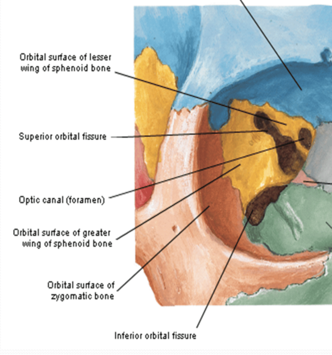 <p>The superior orbital fissure of the orbit is between what bones? </p>