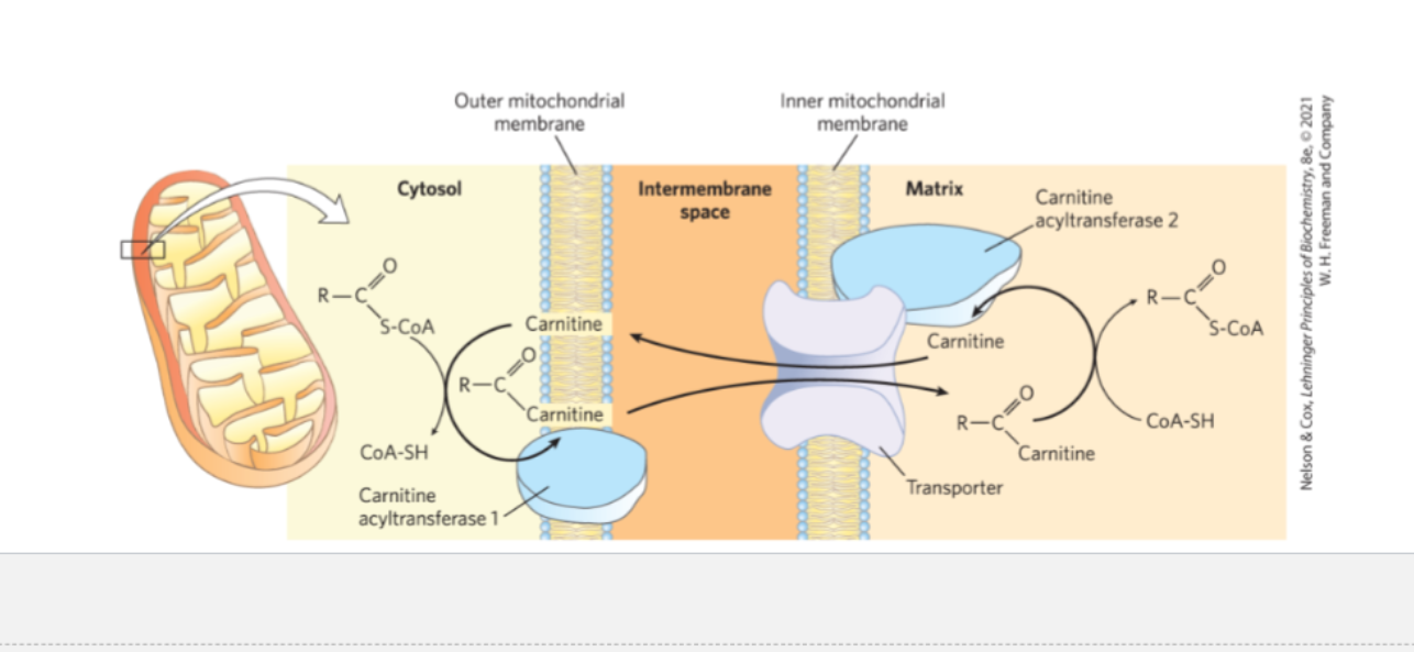 <p>Discuss how the activated fatty acid is carried into this membrane bound compartment (pp. 603 - 606, esp. Fig. 17-6).</p>