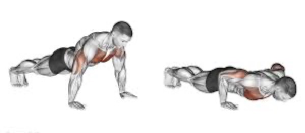 <p>Push up target muscle</p>