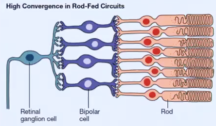 <ul><li><p class="Paragraph SCXO493524 BCX0" style="text-align: left;"><span style="background-color: inherit; line-height: 19.55px; color: windowtext;">Non-existent in fovea</span><span style="line-height: 19.55px; color: windowtext;">&nbsp;</span></p></li><li><p class="Paragraph SCXO493524 BCX0" style="text-align: left;"><span style="background-color: inherit; line-height: 19.55px; color: windowtext;">Many in periphery&nbsp;</span><span style="line-height: 19.55px; color: windowtext;">&nbsp;</span></p></li><li><p class="Paragraph SCXO493524 BCX0" style="text-align: left;"><span style="background-color: inherit; line-height: 19.55px; color: windowtext;">Achromatic&nbsp;</span><span style="line-height: 19.55px; color: windowtext;">&nbsp;</span></p></li><li><p class="Paragraph SCXO493524 BCX0" style="text-align: left;"><span style="background-color: inherit; line-height: 19.55px; color: windowtext;">Very sensitive to dim lights</span><span style="line-height: 19.55px; color: windowtext;">&nbsp;</span></p></li><li><p class="Paragraph SCXO493524 BCX0" style="text-align: left;"><span style="background-color: inherit; line-height: 19.55px; color: windowtext;">Lower acuity</span><span style="line-height: 19.55px; color: windowtext;">&nbsp;</span></p></li><li><p class="Paragraph SCXO493524 BCX0" style="text-align: left;"><span style="background-color: inherit; line-height: 19.55px; color: windowtext;">High convergence&nbsp;</span><span style="line-height: 19.55px; color: windowtext;">&nbsp;</span></p><ul><li><p class="Paragraph SCXO493524 BCX0" style="text-align: left;"><span style="background-color: inherit; line-height: 19.55px; color: windowtext;">Many rods connected to retinal ganglion cell</span><span style="line-height: 19.55px; color: windowtext;">&nbsp;</span></p></li><li><p class="Paragraph SCXO493524 BCX0" style="text-align: left;"><span style="background-color: inherit; line-height: 19.55px; color: windowtext;">Vague spatial information</span><span style="line-height: 19.55px; color: windowtext;">&nbsp;</span></p></li></ul></li><li><p class="Paragraph SCXO493524 BCX0" style="text-align: left;"><span style="background-color: inherit; line-height: 19.55px; color: windowtext;">Scotopic system</span><span style="line-height: 19.55px; color: windowtext;">&nbsp;</span></p><ul><li><p class="Paragraph SCXO493524 BCX0" style="text-align: left;"><span style="background-color: inherit; line-height: 19.55px; color: windowtext;">Peak sensitivity of 500nm</span><span style="line-height: 19.55px; color: windowtext;">&nbsp;</span></p></li></ul></li></ul><p></p>