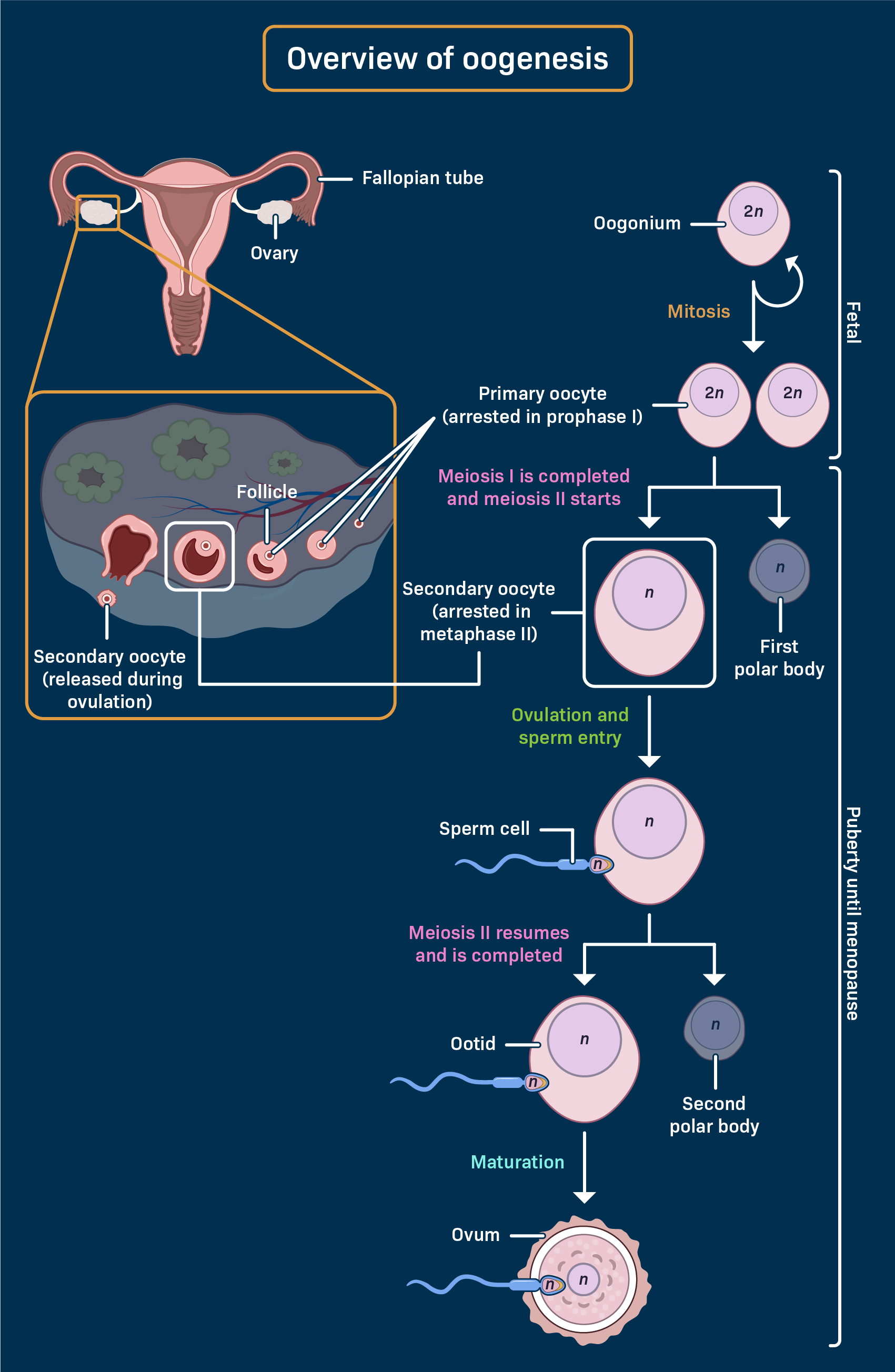 <ul><li><p>Meiosis II follows Meiosis I (formation of secondary oocyte) </p></li><li><p>The secondary oocyte immediately begins Meiosis II but arrests in metaphase II </p></li><li><p>Approx 14 days before the next period, ovulation occurs </p></li><li><p> The arrested secondary oocyte in metaphase II ruptures from the follicle </p></li><li><p>Released into the ovary to enter the fallopian tube</p></li></ul><p></p>