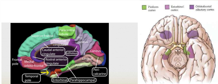 <p><span>Located on the para-hippocampal gyrus. Allows for a smell to evoke a memory. Projects to hippocampus</span></p>