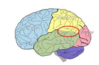 <ul><li><p><span style="font-family: "Arial Nova Light";">Needs brains structures in the first place. Particularly the tempero-parietal cortex- for distinguishing between external and internal experiences, the self and other, we need it to work for us to do it.</span></p></li></ul><p></p><ul><li><p><span style="font-family: "Arial Nova Light";">The more we interact, the more ToM develops.</span></p></li><li><p><span style="font-family: "Arial Nova Light";">In the first two years, changes over time are as such… (indicating that ToM is slowly developing with age)</span></p></li><li><p><span style="font-family: "Arial Nova Light";">Early infancy (interest in others- prefers mother, understand behaviour because turning body shows internal state of interest).</span></p></li><li><p><span style="font-family: "Arial Nova Light";">3 months (joint attention, rudimentary / not consistent).</span></p></li><li><p><span style="font-family: "Arial Nova Light";">8 months (intention, desire to act a certain way).</span></p></li><li><p><span style="font-family: "Arial Nova Light";">9 months (gesture, communication and pointing).</span></p></li><li><p><span style="font-family: "Arial Nova Light";">12 months (understanding others' desires).</span></p></li><li><p><span style="font-family: "Arial Nova Light";">18 months (joint attention, now refined/ consistent; imitation, sensitivity to others' intentions, pretend play).</span></p></li><li><p><span style="font-family: "Arial Nova Light";">24 months (what they don't understand is that what helps them feeling that way, won't help another).</span></p></li><li><p><span style="font-family: "Arial Nova Light";">Around 4 years, they understand false beliefs (and that someone else has a false belief). When they can understand false belief, that's the beginning of ToM.</span></p></li><li><p><span style="font-family: "Arial Nova Light";">At 5 years, preliminary interpretative ToM. Now, ToM just keeps getting more complex.</span></p></li><li><p><span style="font-family: "Arial Nova Light";">At 6 years, second order ToM. Not just that something is a false belief, but if overhearing someone saying a false belief, you know that person being told knows it's a false belief.</span></p></li><li><p><span style="font-family: "Arial Nova Light";">At 9 years, advanced interpretative ToM. Preliminary understanding of sarcasm, irony.</span></p></li><li><p><span style="font-family: "Arial Nova Light";">Continues beyond that. May not always have full ToM. Or, for example, when we're stressed, it varies.</span></p></li><li><p><span style="font-family: "Arial Nova Light";">Age-related improvements in ToM relate to improvements in their executive functioning.</span></p></li><li><p><span style="font-family: "Arial Nova Light";">Mind-mindedness- caregiver's tendency to treat young children as with mind of their own.</span></p></li></ul><p></p>