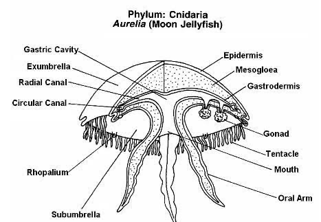 <p>radian canals that extend from gastric system; mouth surrounded by tentacles; statocysts (primitive sense organs in tentacles), cnidocytes (specialized cells that sting prey for food or sting in defense, contain nematocyst which are the stinging organelles)</p>