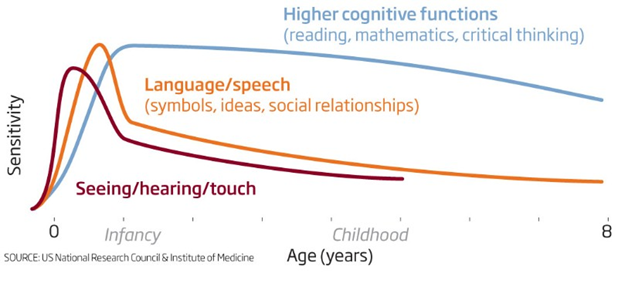 <ul><li><p><span style="font-family: "Arial Nova Light";">The brain may be especially receptive to language for a short period of time during development. However, if no linguistic input is received, non-linguistic representations may be formed in those cortical areas.</span></p></li></ul><p></p><ul><li><p><span style="font-family: "Arial Nova Light";">What kind of important is important for normal language development?</span></p></li><li><p><span style="font-family: "Arial Nova Light";">Language must be interactive.</span></p></li><li><p><span style="font-family: "Arial Nova Light";">And exposed to within sensitive periods. There is one for the acquisition of syntax, between 2 and 4 years. After puberty it may be impossible to acquire fluent syntax.</span></p></li><li><p><span style="font-family: "Arial Nova Light";">Genie eventually developed a reasonable vocab, but little to no syntax (she was exposed to language in her teens).</span></p></li><li><p><span style="font-family: "Arial Nova Light";">Chelsea from a loving home was diagnosed as retarded. But at 30 she was given hearing aids (was actually deaf) and developed excellent language skills, except no syntax ("the small a hat", "the boat sits water on", "woman is bus going").</span></p></li><li><p><span style="font-family: "Arial Nova Light";">But Isabelle, from a similar environment like Genie, was rescued at 6 years and went on to develop near normal language skills.</span></p></li></ul><p></p>