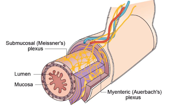 <p>Known as <strong>short reflexes.</strong></p><ul><li><p>Reflex pathways are confined to local neurons</p></li><li><p>Self-contained branch of the ANS</p></li><li><p>Extends from the esophagus to the anus </p></li></ul><p></p>