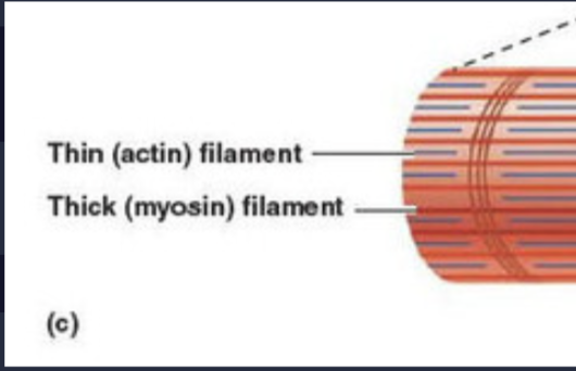<p>constructed from proteins, myosin or actin</p>