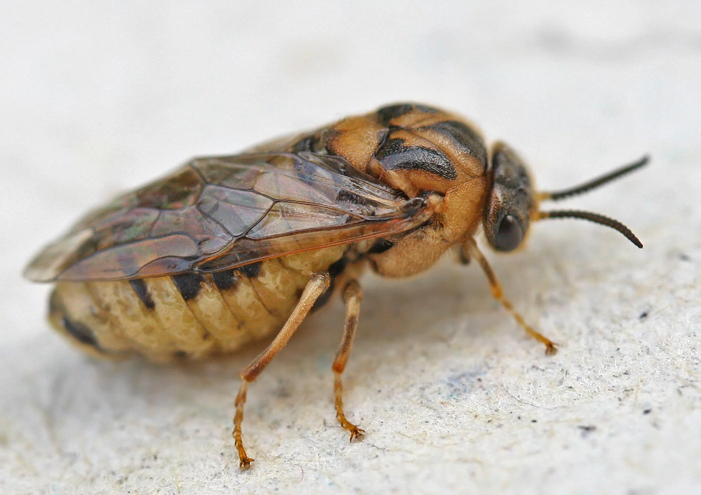 <p>what order this this insect found in?</p>