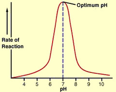 <p>Enzyme activity decreases as the pH moves away from the optimum pH</p><p>H+ ions bond with the R groups of the amino acids in the active site, preventing the R groups from bonding with the substrates</p><p>H+ ions also bond with R groups of amino acids in the rest of the enzyme molecule</p><p>This breaks the bonds holding the tertiary structure of the enzyme in place. </p><p>The tertiary structure of the enzyme changes so the shape of the active site changes and is no longer complementary to the substrate - the enzyme has denatured</p>