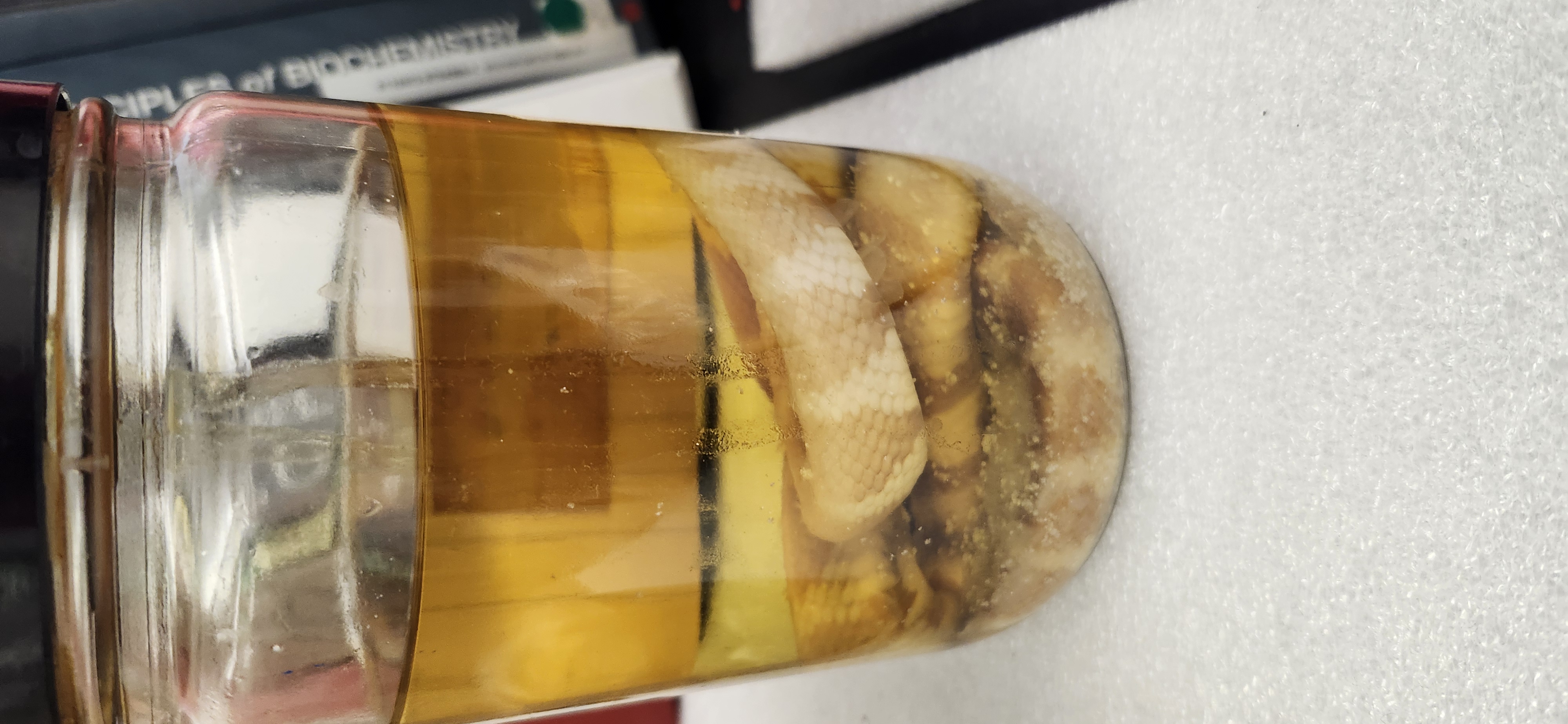 <p>What is the phylum, class, order, and common name of the organism?</p>