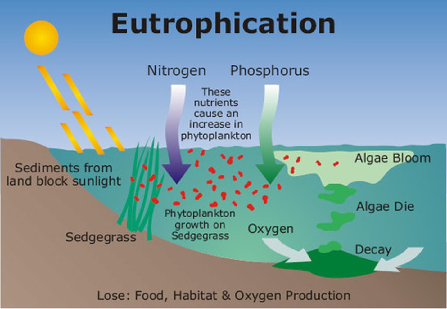 <p>water pollution from nitrogen-rich and phosphorus-rich substances flowing into waterways, causing algal overgrowth.</p>