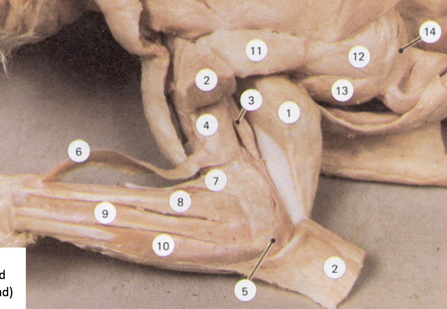 <p>Name the muscle 7</p>