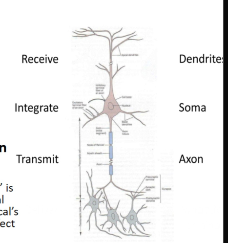 <ol><li><p>dendrites</p></li><li><p>soma</p></li><li><p>axon </p></li></ol><p></p>