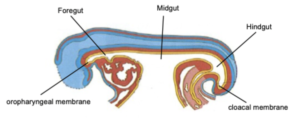 <ul><li><p>Primitive gut develops at beginning of fourth week. It is closed at the cranial end: oropharyngeal membrane, and closed at the caudal end: cloacal membrane. </p></li></ul><p></p><p>There are 3 parts:</p><p></p><p></p>