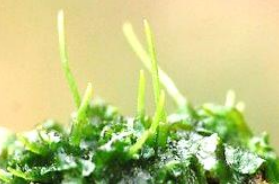 <p>The common name of this organism is ________, and it belongs to phylum ___________.</p>