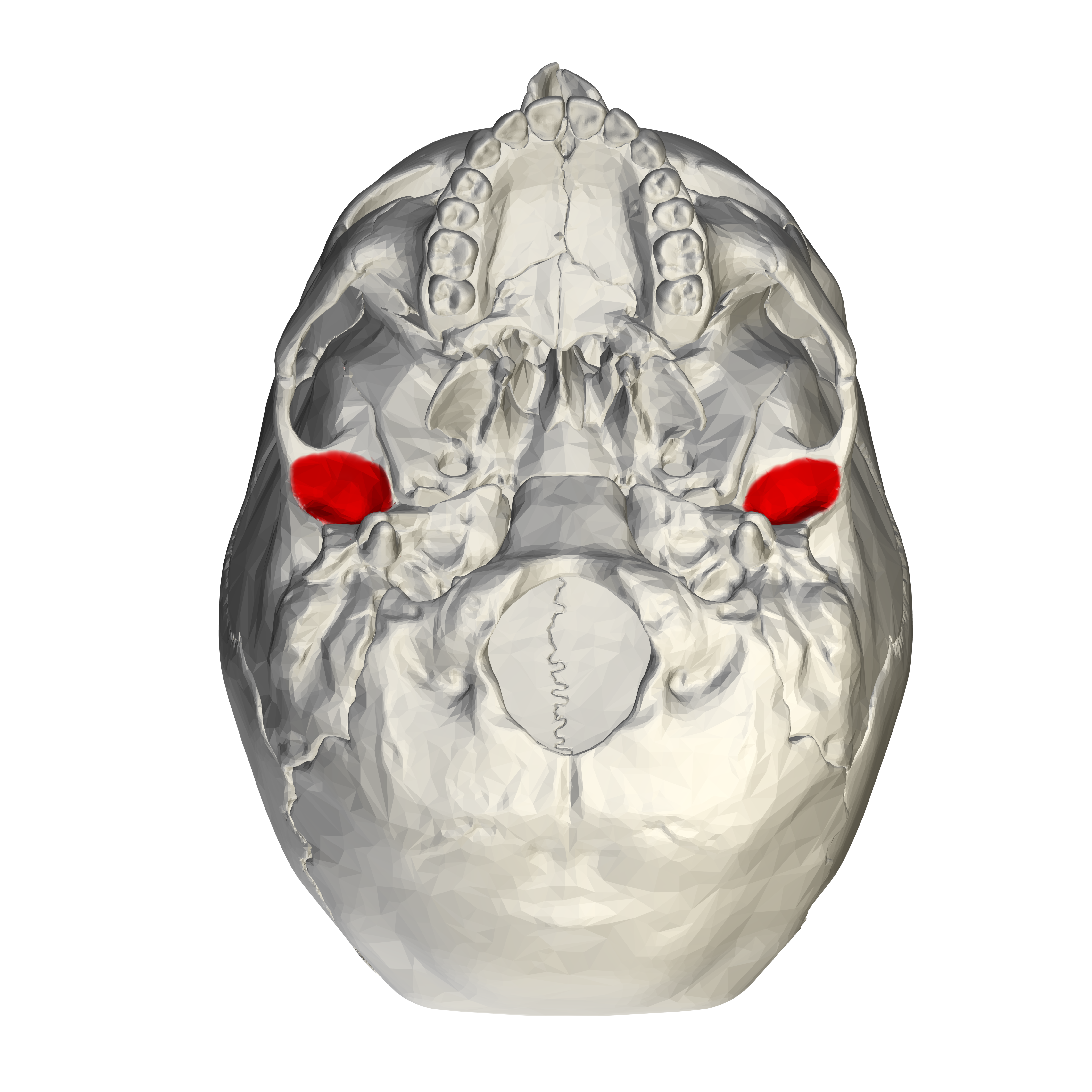 <p>mandibular fossa</p>