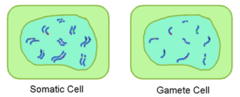 <p>Somatic cells are also known as diploid or 2n (chromosomes from mom (n) chromosomes from dad); </p><p>sex cells are haploid or 1n (one copy of each chromosome); when sperm and egg combine, they produce a 2n zygote)</p>