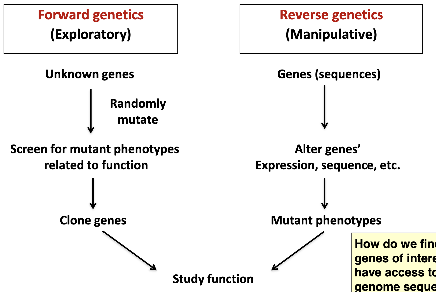 <ul><li><p>genome sequencing projects and the universality of biological processes lend themselves to reverse genetics</p></li><li><p>GWAS (genome-wide association studies) can be used to identify genes of interest (forward genetics)</p></li></ul><p></p>