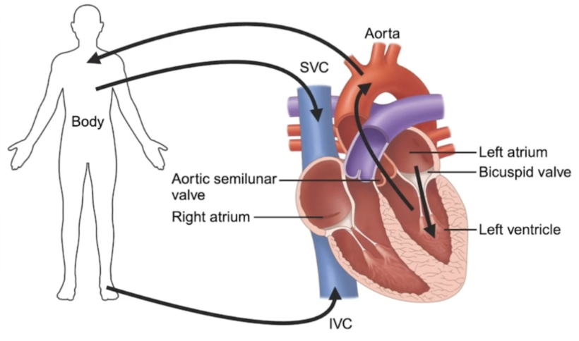 <p>Transports oxygenated blood from the heart to the body via the aorta and deoxygenated blood from the body to the heart via the superior and inferior vena cava </p>