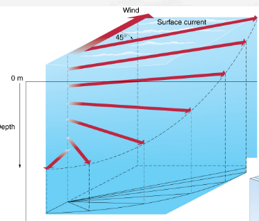 <p><strong>A:</strong> A pattern where ocean currents change direction and slow with depth due to wind, Coriolis effect, and friction.</p>