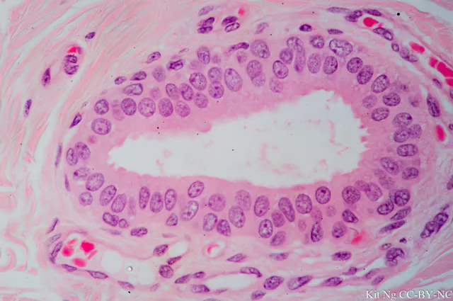 <p>Where is Stratified Cuboidal Epithelium found?</p>