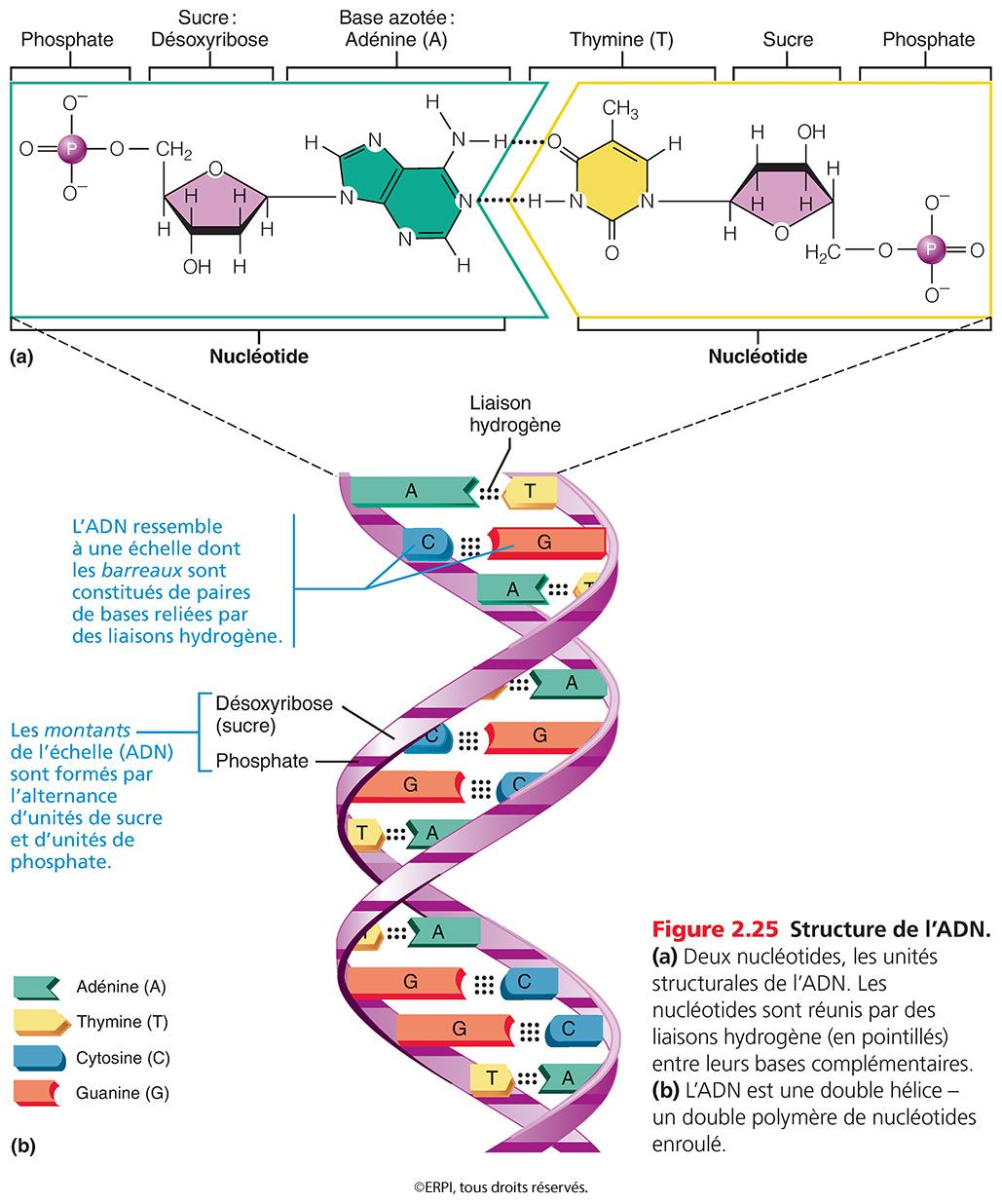 <ul><li><p><strong>se sont les plus grande molécule de lorganisme</strong></p></li><li><p><strong>Structure des nucléotides (Unités de base)</strong> :</p><ul><li><p>Chaque nucléotide comprend une base azotée, un pentose (sucre à $$5$$ carbones) et un groupement phosphate.</p></li><li><p>Cinq bases azotées : Adénine ($$A$$), Guanine ($$G$$), Cytosine ($$C$$), Thymine ($$T$$), Uracile ($$U$$). </p></li></ul></li></ul><p></p>