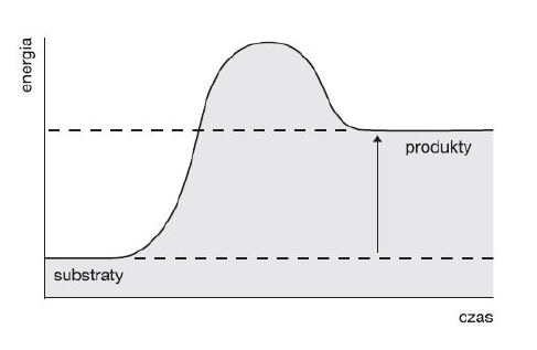 <p>GRUPA B</p><p>13. Na wykresie przedstawiono zmiany poziomów energetycznych cząsteczek zachodzące podczas pewnej reakcji metabolicznej.</p><p>Zaznacz zdanie, ktore nie dotyczy zilustrowanej reakcji.</p><p>A. Jest to reakcja endoergiczna.</p><p>B. Produkt tej reakcji zawiera więcej energii niż substrat.</p><p>C. Przykładem tego typu reakcji jest fermentacja mlekowa.</p><p>D. Ilość energii potrzebnej do zajścia tej reakcji to energia aktywacji.</p>