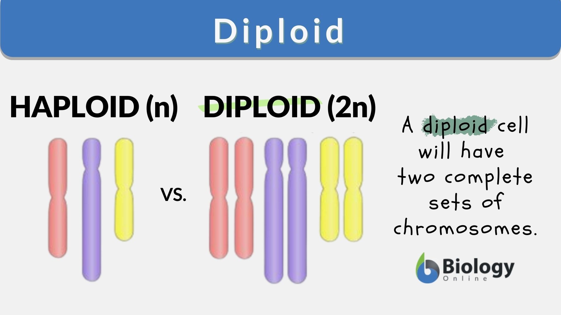 <p>Haploid - one set of chromosomes </p><ul><li><p>Contains only a single set of unpaired chromosomes</p></li></ul><p></p>