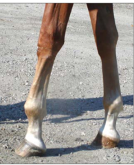<p>What is wrong with this horse? How can you tell?</p>