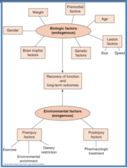 <p>Improvement in abilities after nervous-system damage.</p>