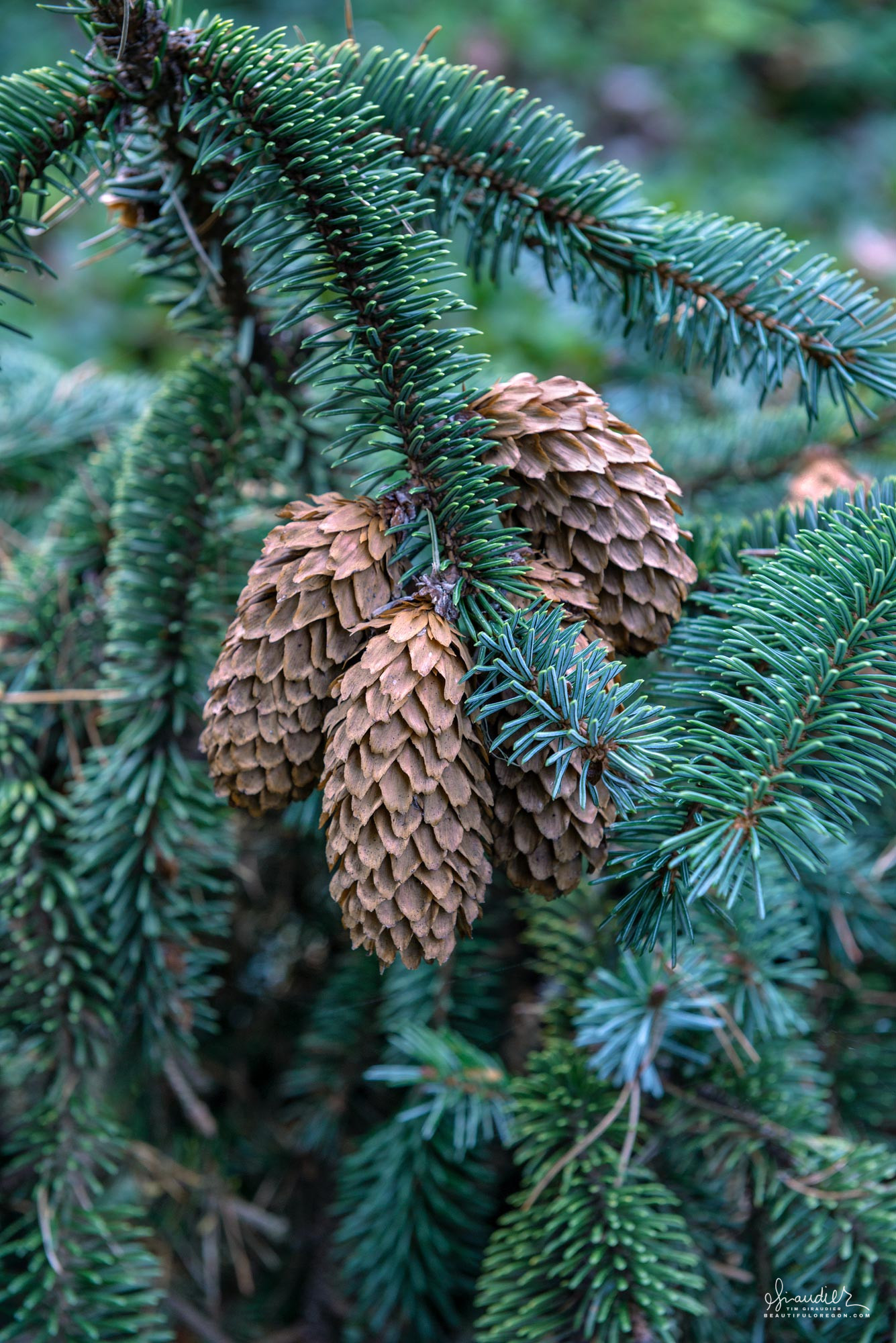 <p>Picea sitchensis</p>
