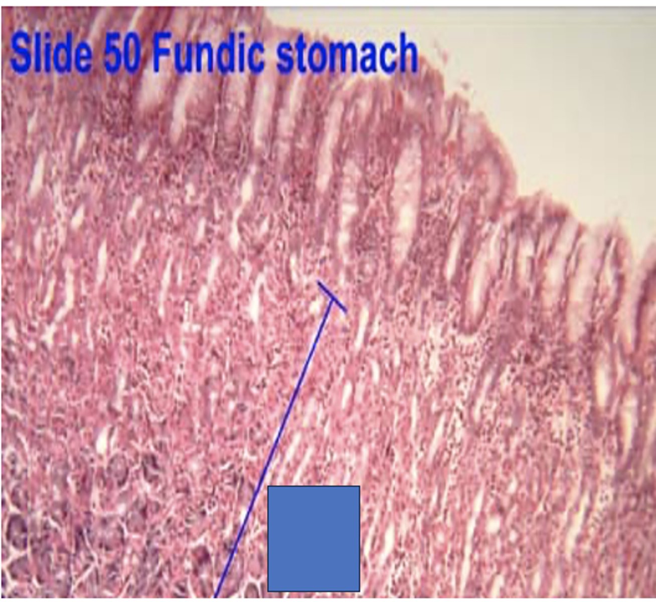 <p>Identify the structure</p>