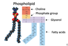 <p>2 fatty acids esterified to a glycerold and phosphate head</p>