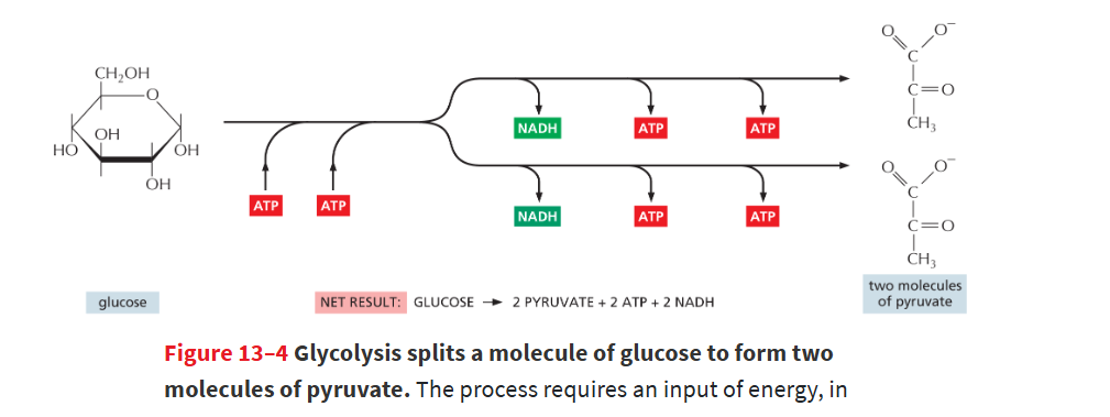 <p>glucose (6C) is oxidized into 2 molecules of pyruvate (3C)</p><ul><li><p>Uses <strong>2 ATP</strong> at first (investment phase).</p></li><li><p>Produces <strong>4 ATP + 2 NADH</strong> later (payoff phase).</p></li><li><p><u>Net gain</u><strong><u>:</u></strong> <strong>2 ATP + 2 NADH per glucose.</strong></p></li></ul><p>remember this is one of most ancient processes and doesn’t need O2</p>