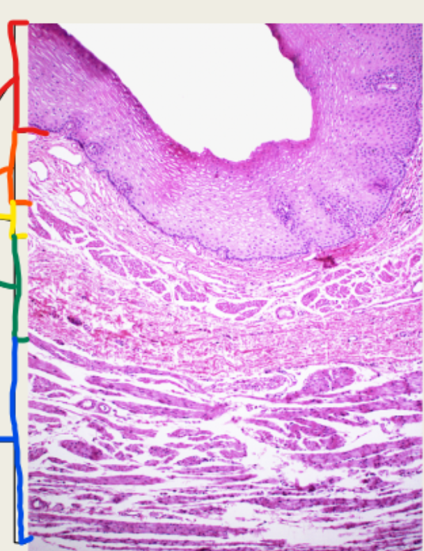 <p>blue esophagus </p>