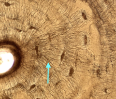 <p>identify the specific region or structure</p>