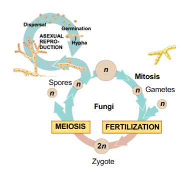 <p>ASEXUALLY</p><ul><li><p>many species can make spores w/o going thru a diploid zygote</p></li></ul><p></p>