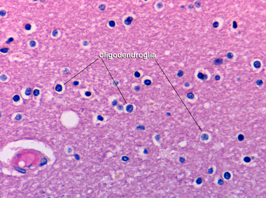 <p>Identify the tissue type:</p>