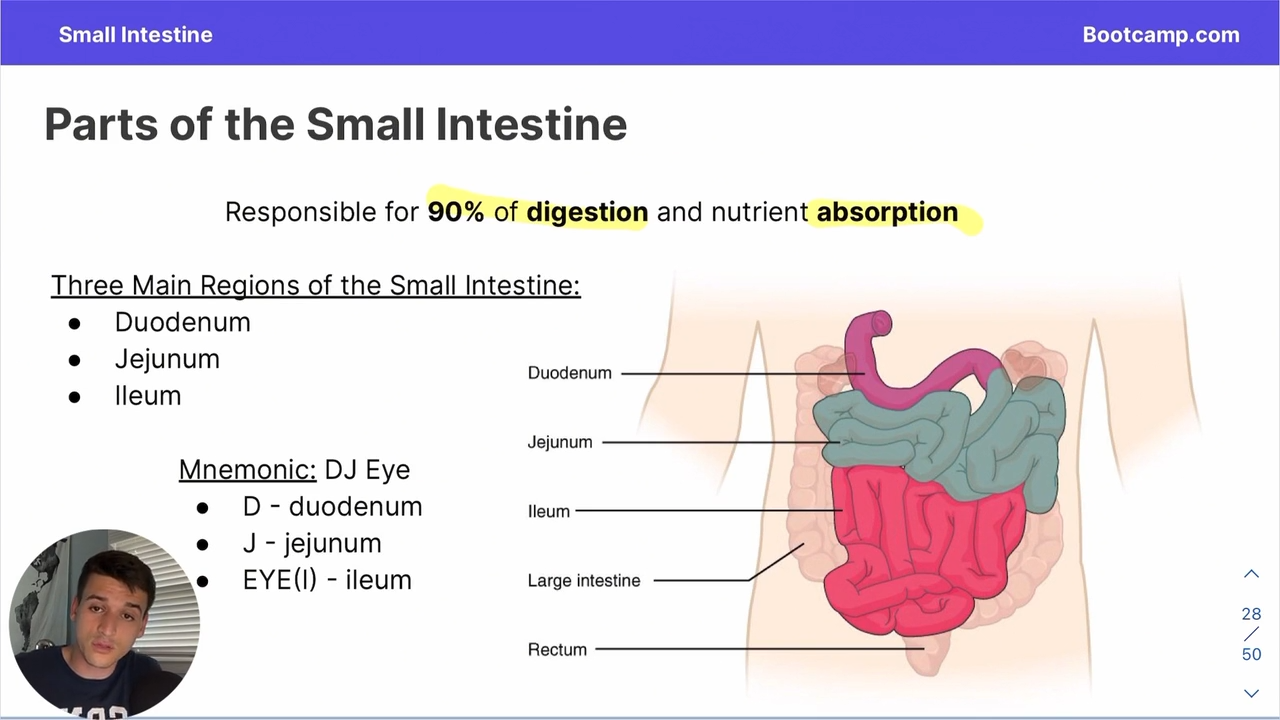 <p>The Duodenum </p><p>Jejunum </p><p>and the ileum </p>