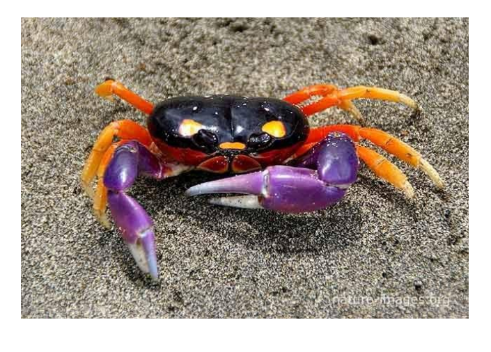 <p>name this animal</p>