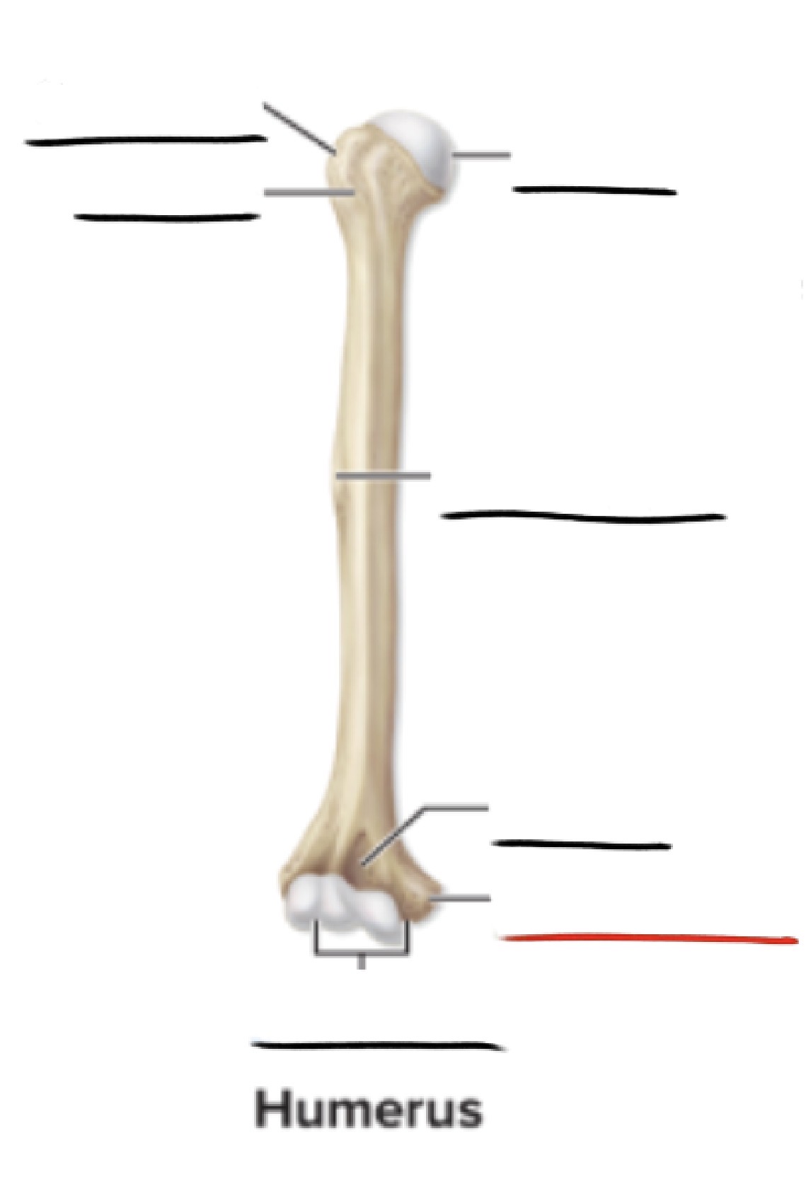 <p><strong>Anatomic Term</strong></p><p>Description</p><p>(General Structure)</p>